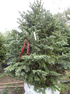 Spruce, Black Hills
