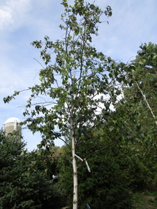 Birch, Whitespire