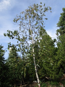 Birch, Whitespire