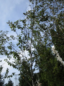 Birch, Whitespire