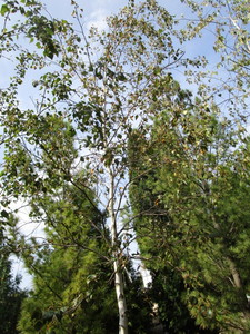 Birch, Whitespire