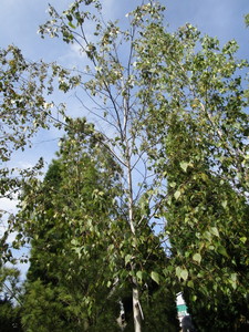 Birch, Whitespire