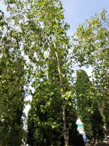 Birch, Whitespire