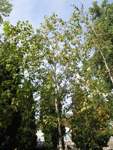 Birch, Whitespire