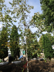 Birch, Whitespire