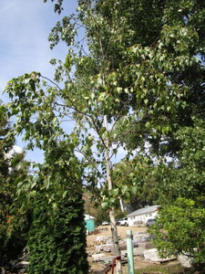 Birch, Whitespire