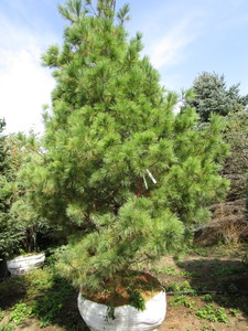 Pine, White