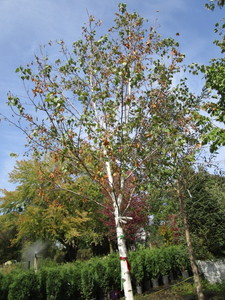 Birch, Whitespire