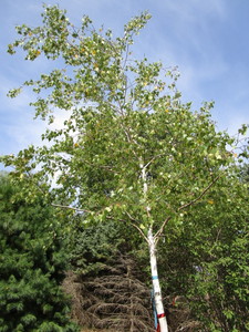 Birch, Whitespire