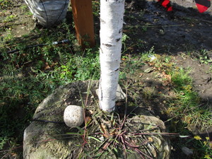 Birch, Dakota Pinnacle