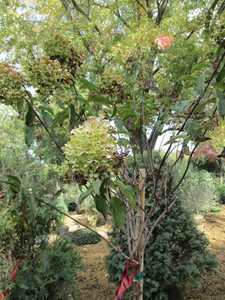 Tree Hydrangea
