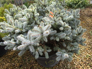 Dwarf Blue Spruce