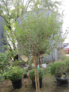 Dwarf Korean Lilac
