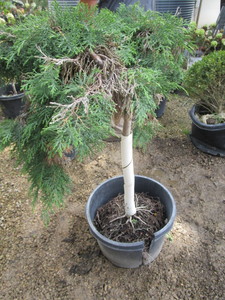 Russian Cypress, Tree Form