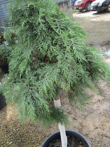 Russian Cypress, Tree Form