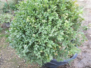 Boxwood Shrub, Chicagoland