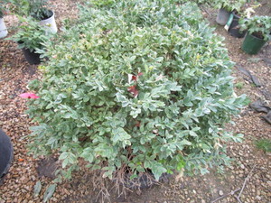 Boxwood Shrub, Chicagoland