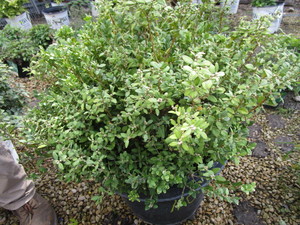 Boxwood Shrub, Chicagoland