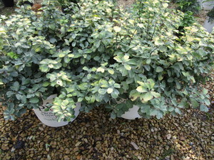 Spirea, Glow Girl