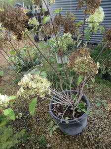 Hydrangea, Bobo