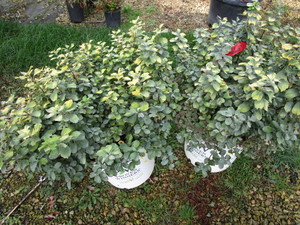 Spirea, Glow Girl