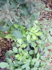 Astillbe, Deutschland