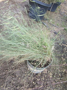 Ornamental Grass, Side Oat