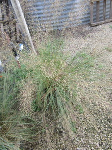 Ornamental Grass, Prairie Dropseed