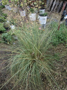 Ornamental Grass, Prairie Dropseed
