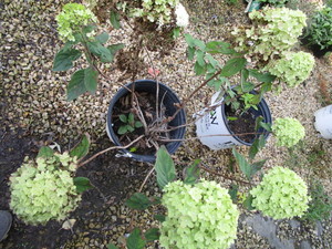 Hydrangeas