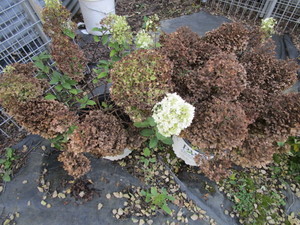 Hydrangeas