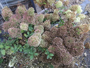 Hydrangeas