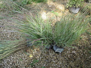Ornamental Grass, Switch