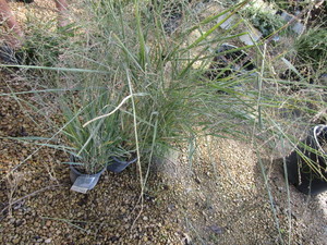 Ornamental Grass, Switch