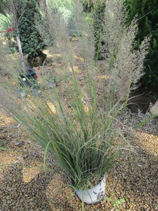Ornamental Grass, Korean Feather