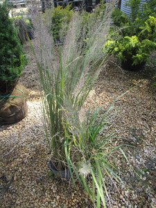Ornamental Grass, Korean Feather