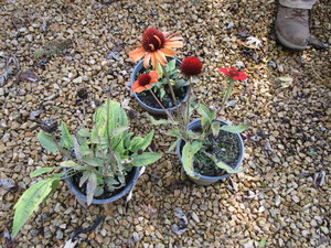 Echinacea, Coneflower