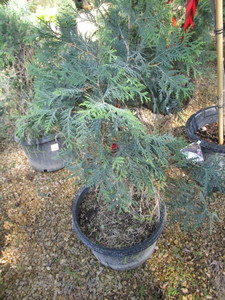 Techny Arborvitae