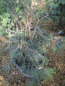 Techny Arborvitae