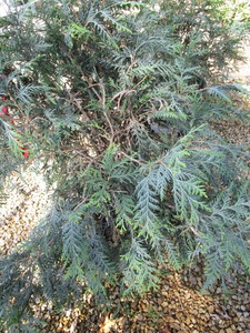 Techny Arborvitae