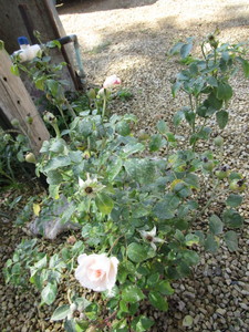 Rose, Champagne Wishes