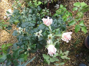 Rose, Champagne Wishes