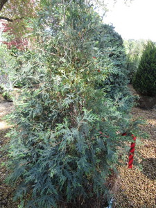Techny Arborvitae