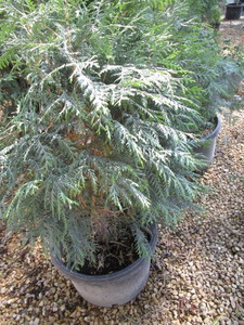 Techny Arborvitae