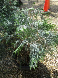 Techny Arborvitae