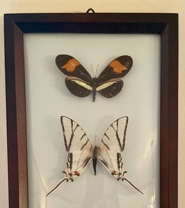 lot 97 image: Beautiful Framed Taxidermy Butterflies