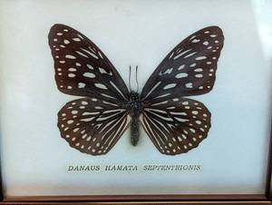 lot 383 image: Four Framed Taxidermy Butterflies