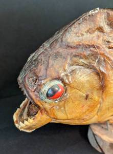 lot 252A image: Taxidermy Piranha Fish