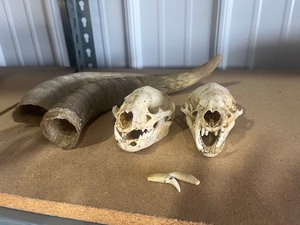 lot 11 image: Animal skulls and horns