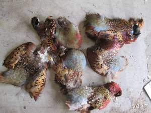 lot 414 image: Lot of assorted pheasant pelts...